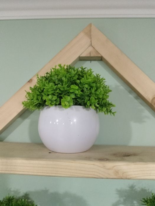 Декоротивные деревья , бонсай