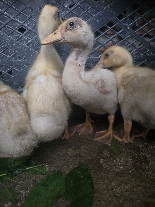 Утки почти месяц  продам по 2500