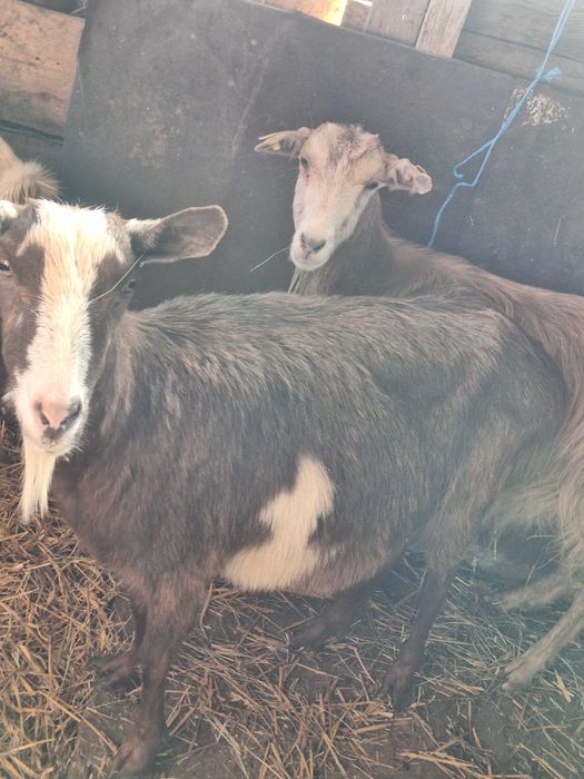 Козите са бремени в 4ти месец