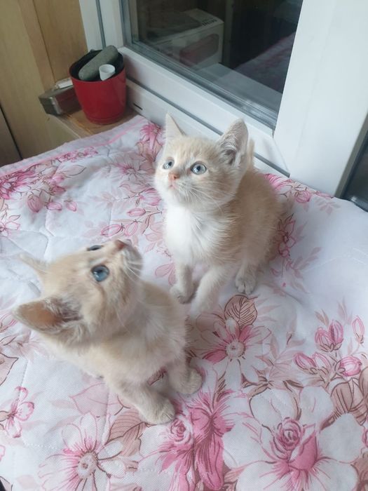 Шикарные котятки,мальчики!