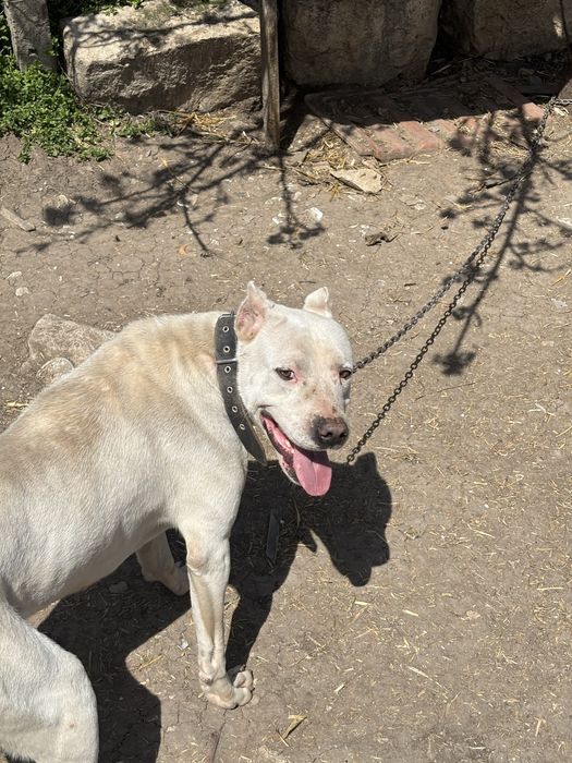 Дого Аржентино младо