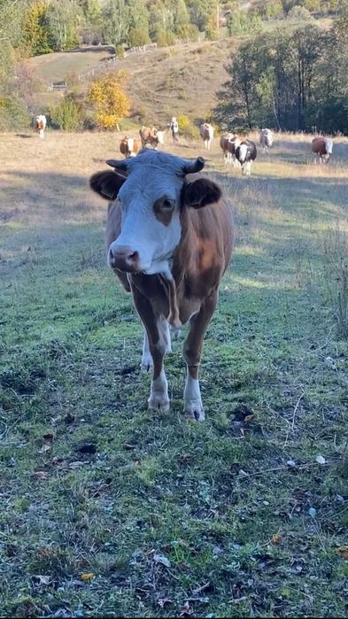 Brânză de la munte – 100% naturală, făcută cu suflet