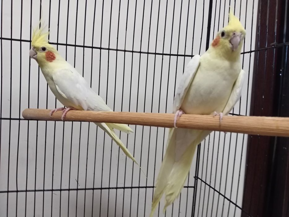 Продаётся кореллы готовая пара