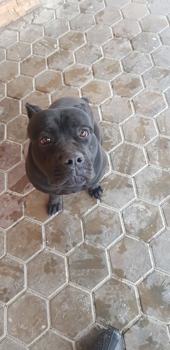 Вязка Кане Корсо