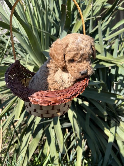 Той Пуделчета Мини