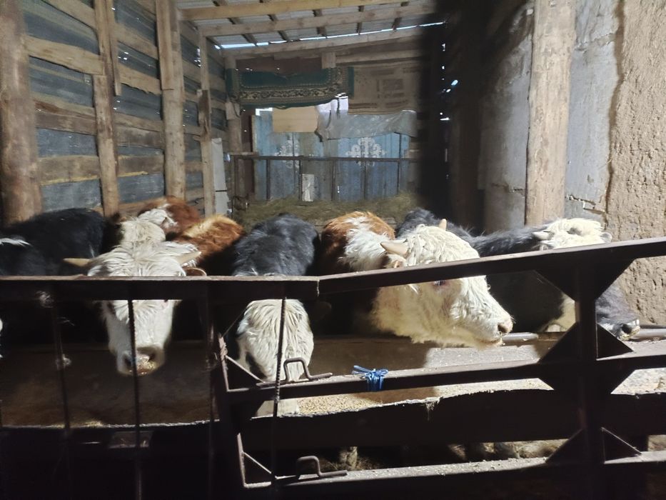 Продам бычков годовалых с откорма.!