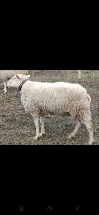 Vand berbec friz german