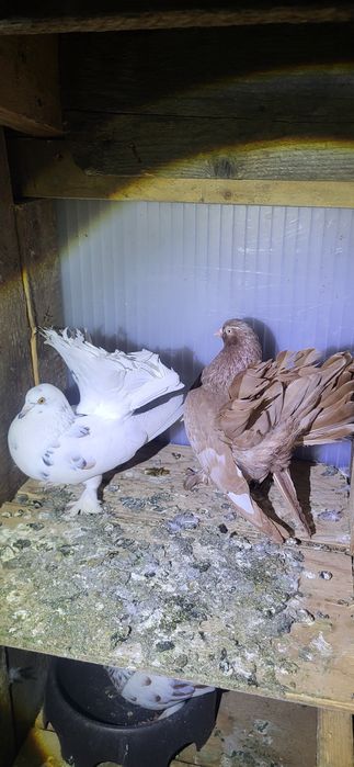 Porumbei Rolleri de cluj (pave indieni voiajori )