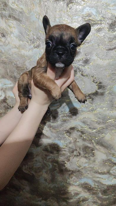 Французский бульдог девочки