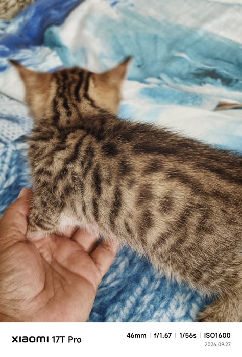 Котёнок девочка бесплатно