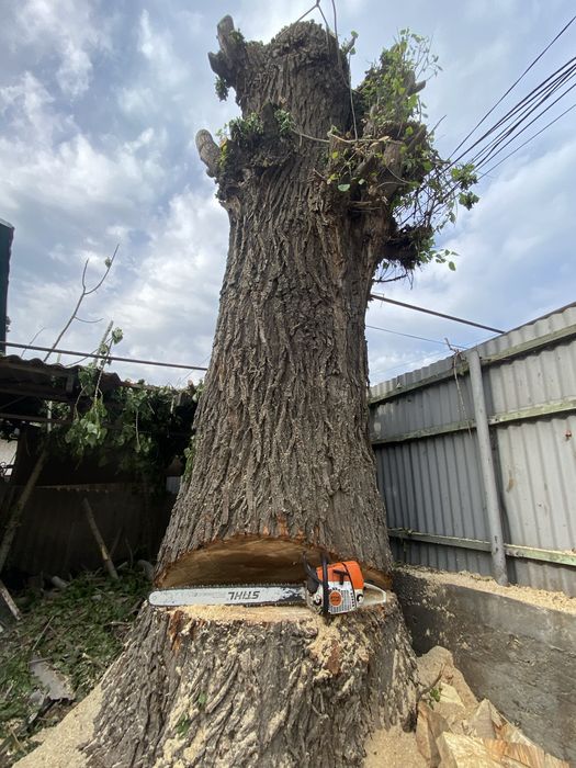 Спил деревьев Алматы и обл.