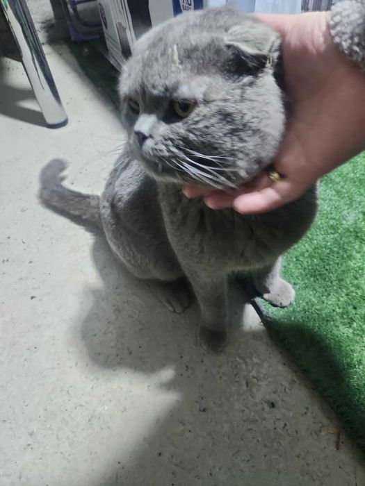 Скоттиш фолд очень красивый