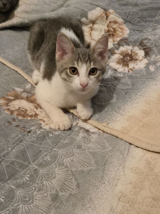 Отдадим котят в добрые руки