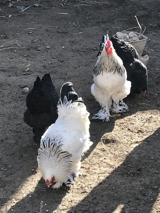 Brama tuximlariga zakaz olamiz  zoti toza 100%