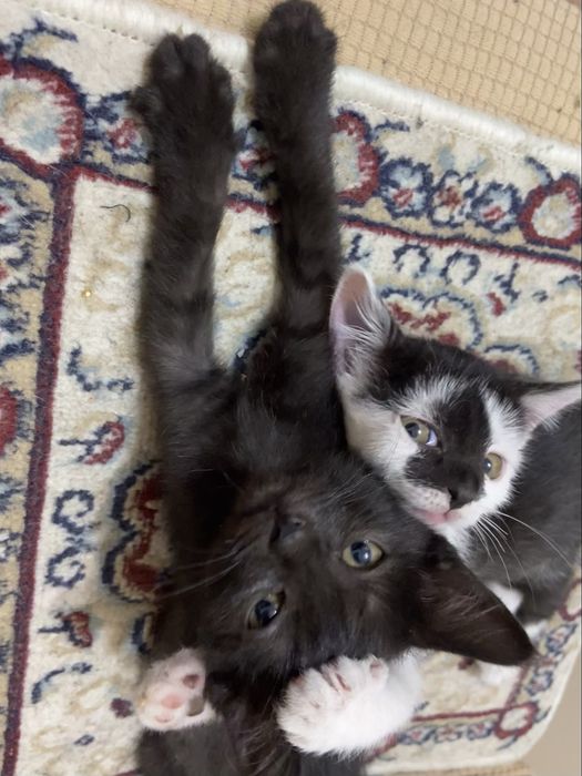 котёнок (кот / он) бесплатно