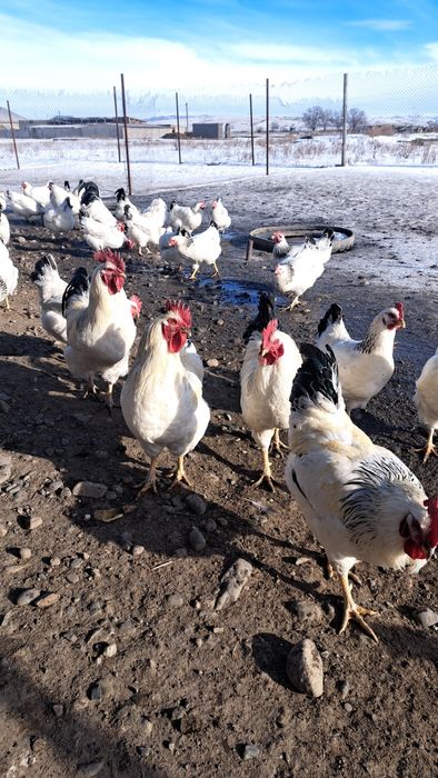 Продам кур Адлерской Серебристый