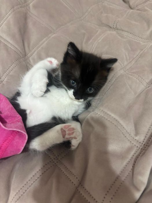 Отдам котенка в добрые руки