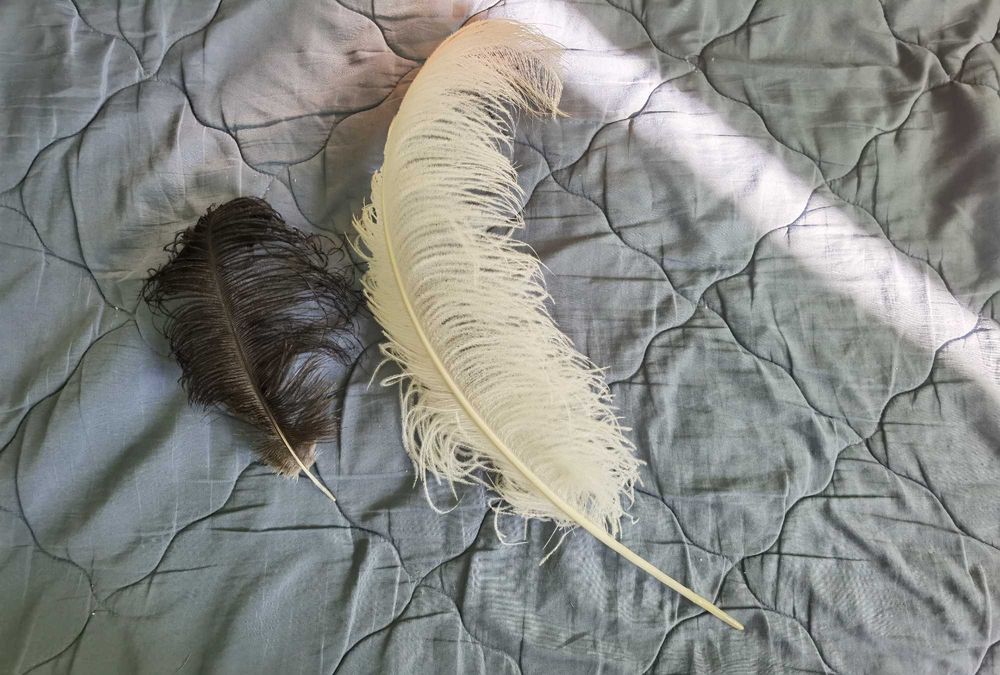 Бяло щраусово перо