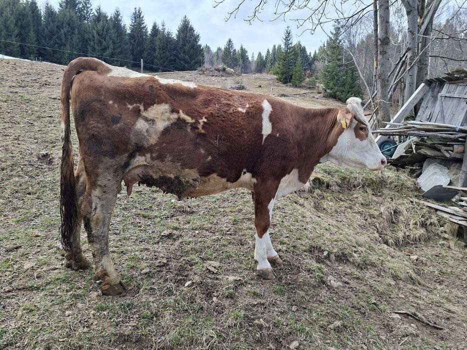 Vaci de vanzare baltata romaneasca