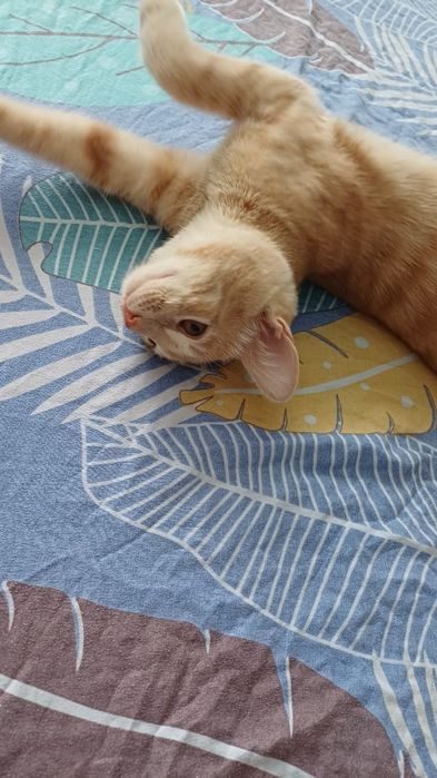 Отдам кота в добрые руки