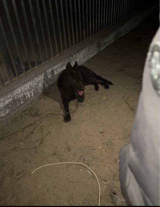 Сатылады немец овчарка