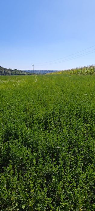 Teren intravilan de vânzare - Pătrauți, Suceava
