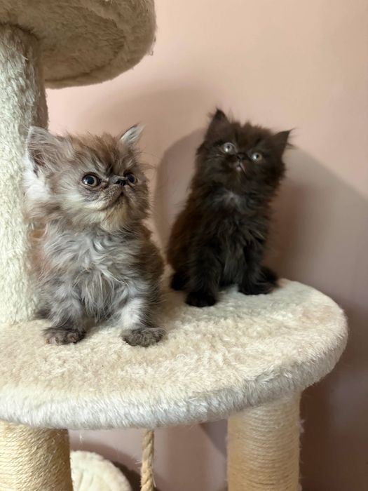 Персийски котенца