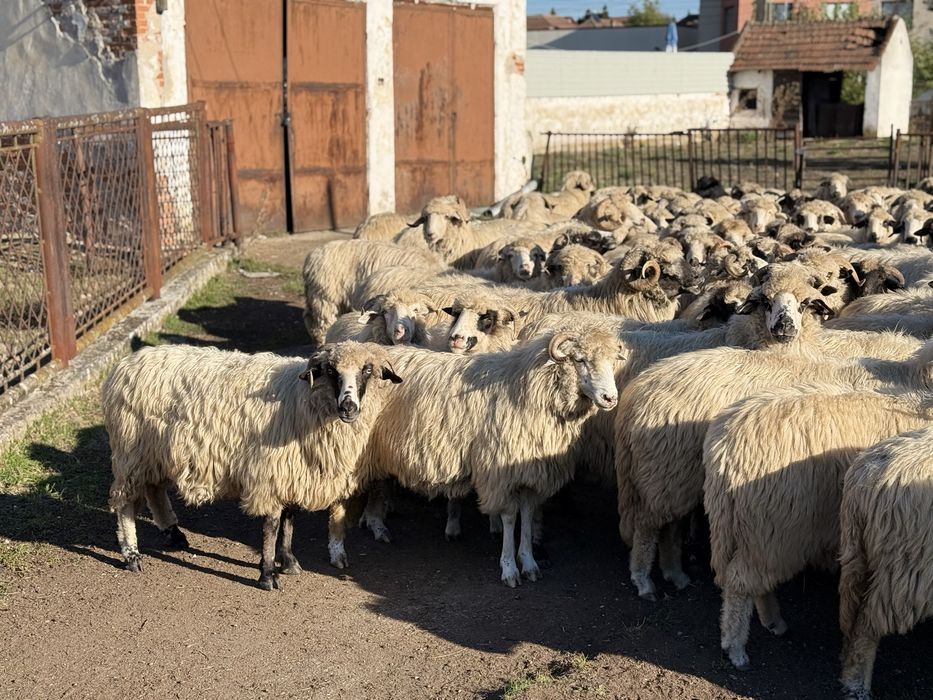Vând 100 de oi Țurcane