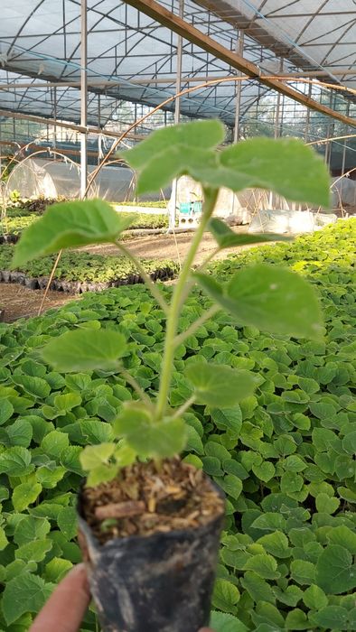 Павловния ФТЕ ва М1 нихоллари