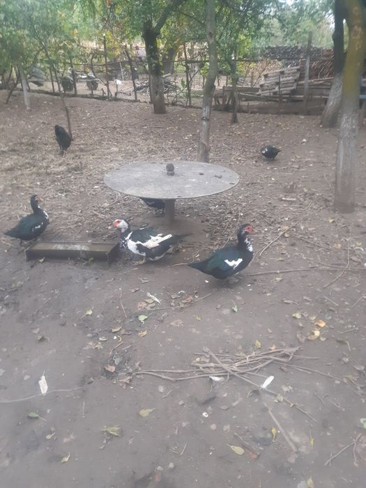 Vand rate mute foarte frumoase