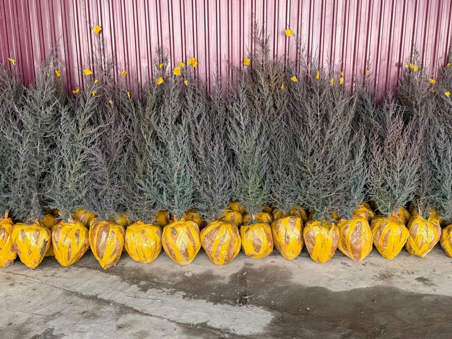 Көшеттер, газон,