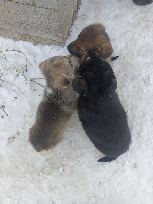 Щенки бесплатно в добрые руки
