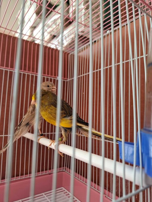 Йоркширская канарейка