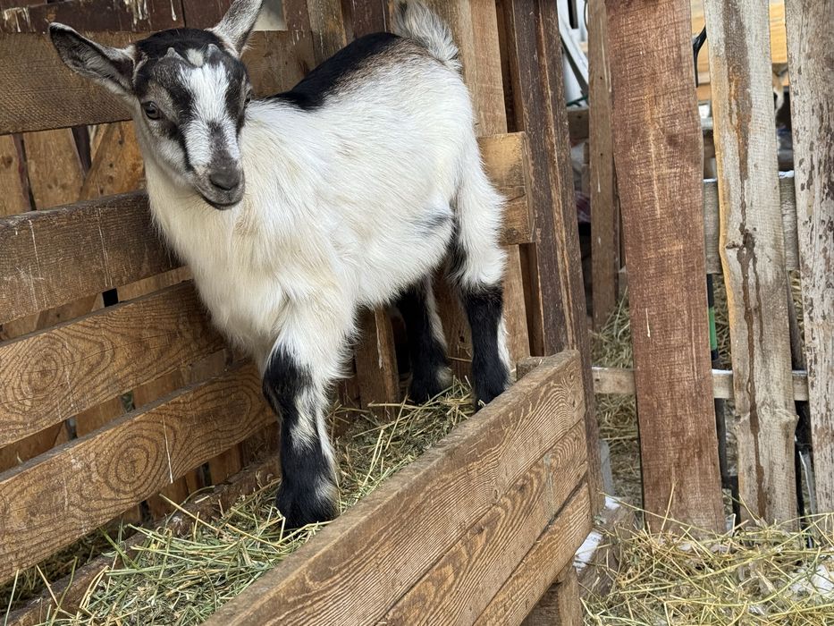 Альпийские чистопородные козлята