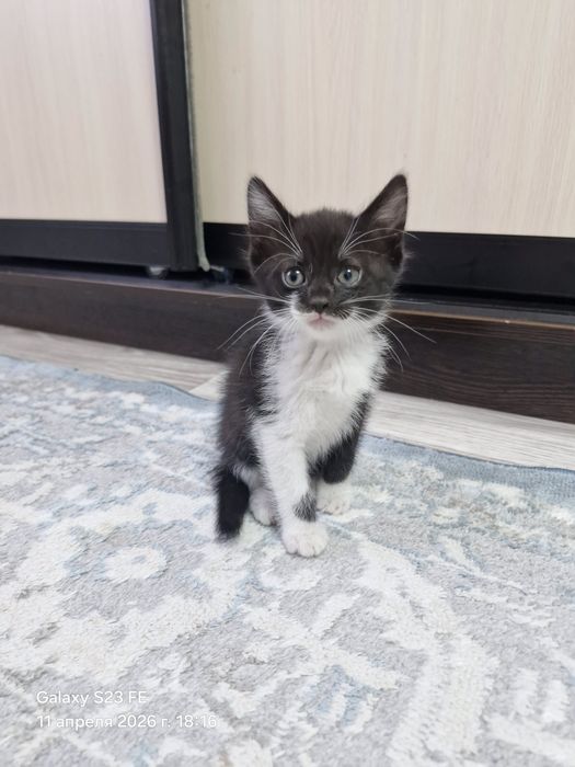 Домашние животные,две красотки очень игривые девочки