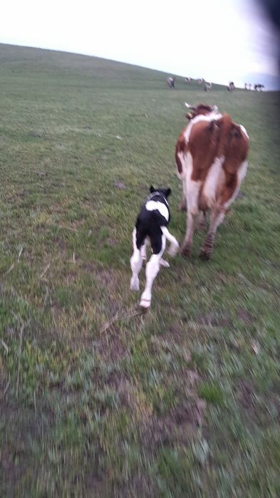 Vind vaca. Fata de 3 zile