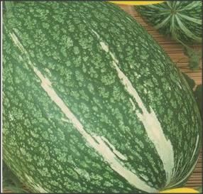 Paste din dovleac, care nu îngraşă! - taitei sau spaghete -10 SEMINTE