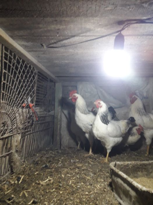 Яйцо инкубационое