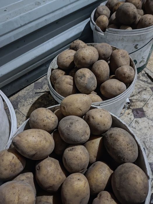 Картофель домашний.