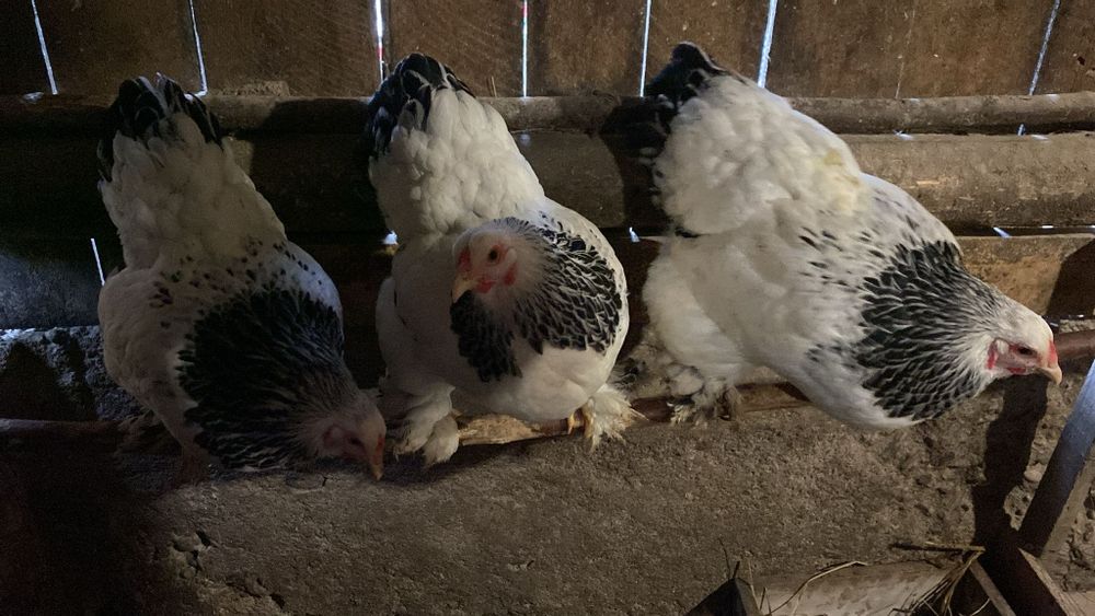 Wyandotte pitic Brahma pitic