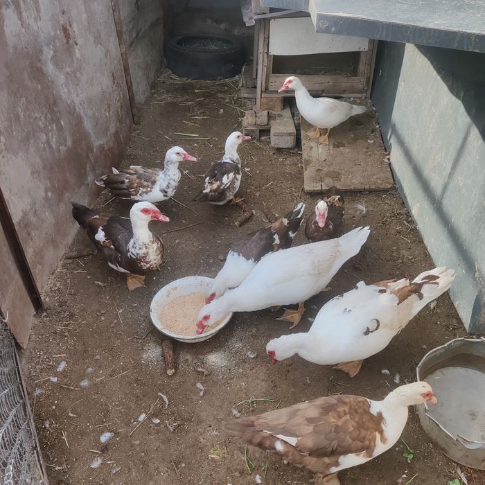 Молодые селезни индоутки