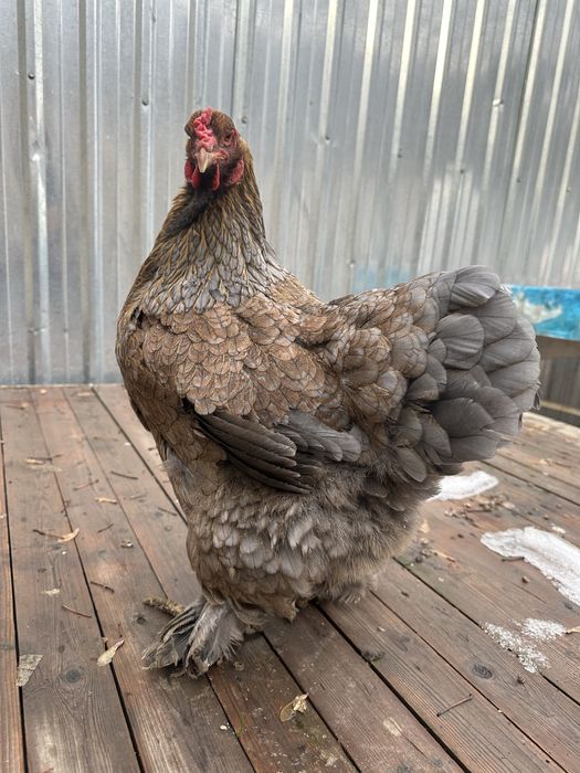 Брама Петух и Курица