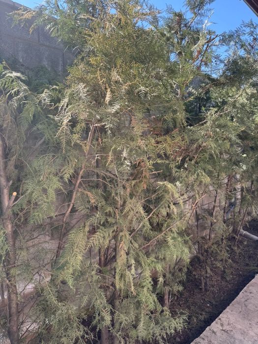 Продам Туя 30 шт