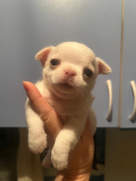 Щенок чихуахуа, бронь