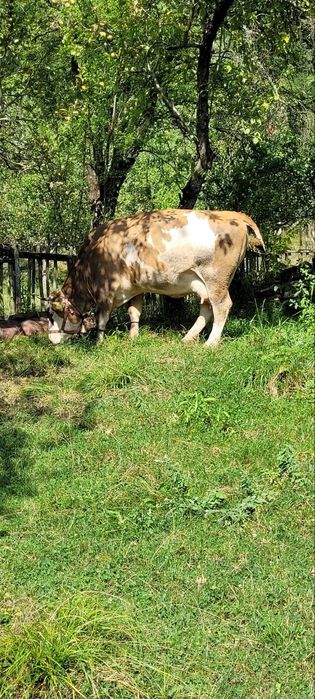 Vaca bălțată românească gestanta 5 luni