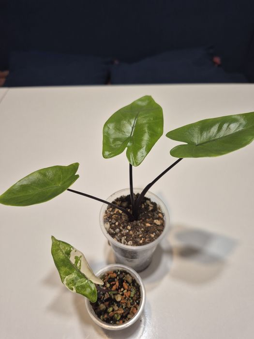 Комнатные цветы для дома