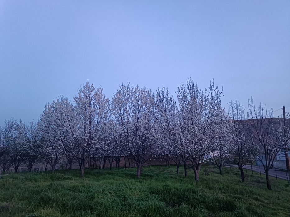 Yer sotiladi 30 so'tik