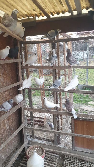 Ocazie! Vand porumbei voiajori albi si de concurs, recent deparazitati