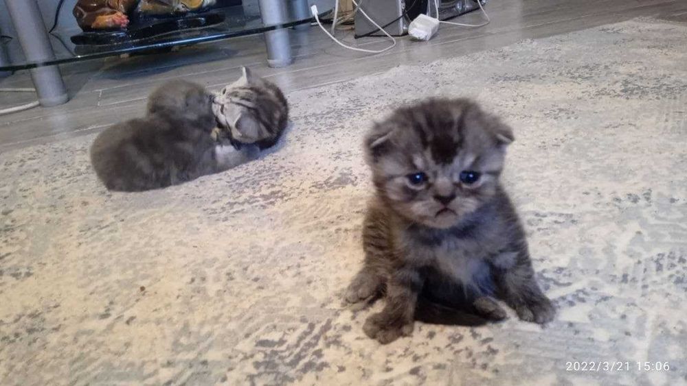 котята вислоухие