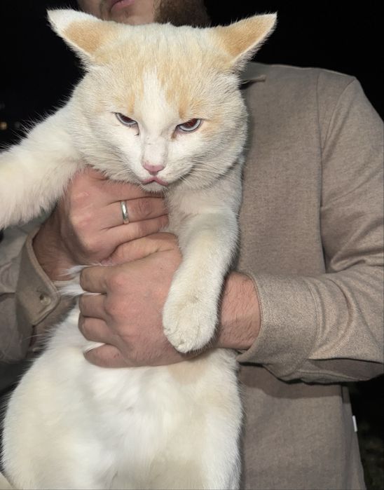 Голубоглазый кот в добрые руки